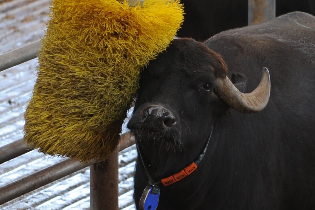 A water buffalo rubs itself against a giant massage brush at the Tenuta Vannulo dairy farm in Capaccio Photo: AFP
