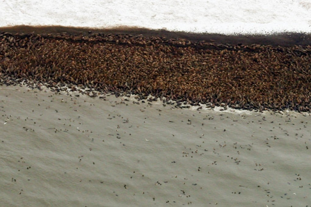 About 10,000 walruses came ashore on this beach on a remote barrier island near Point Lay in Alaska. Photo: AP