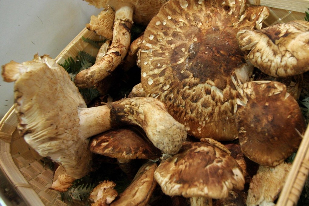 Pickers no longer make a mint from matsutakes. Photo: Reuters