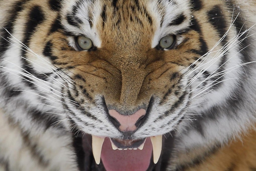 The growing population of Siberian tigers living in the wild in China could now be as high as 40. Photo: Reuters