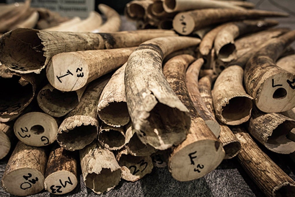 A total of 189 ivory tusks weighing about 769 kilogrammes with a total value of about HK$11.53 million were found in three containers. Photo: AFP