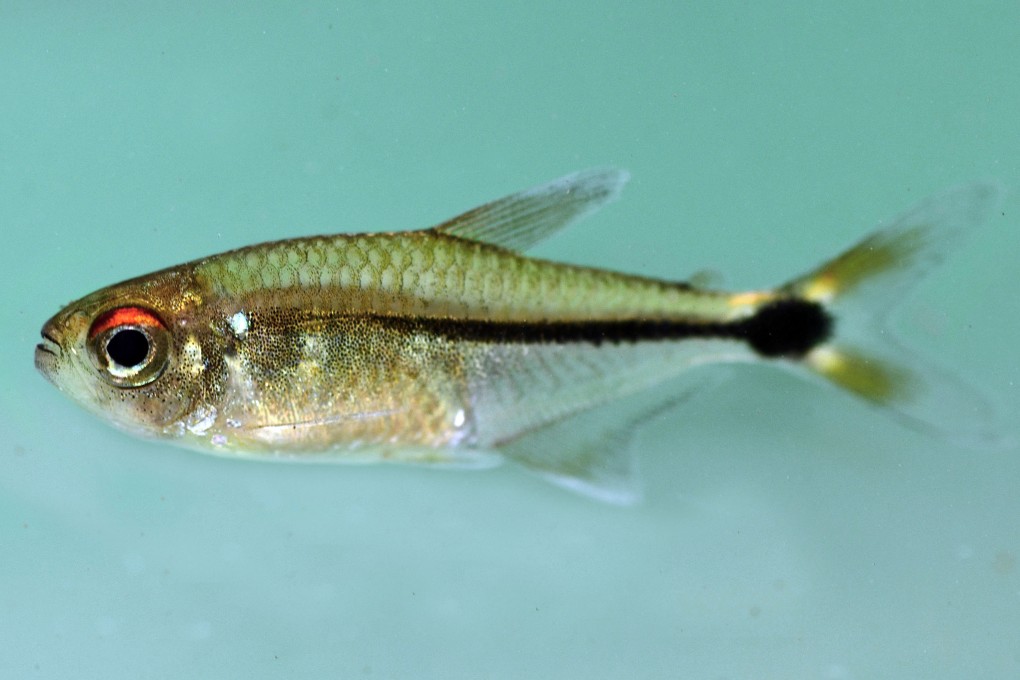 A head-and-taillight tetra is closely related to a fish much appreciated by aquarium enthusiasts. Photo: AP