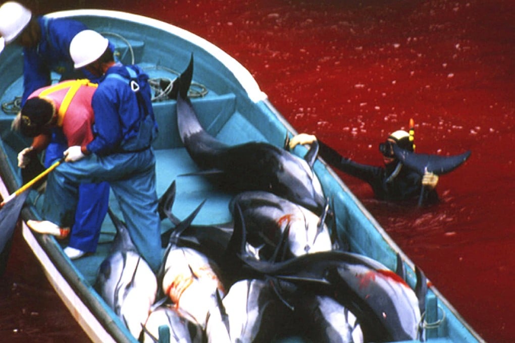 Fishermen work on a boat filled with freshly caught dolphins in Taiji, where officials say the annual slaughter will continue. Photo: AP