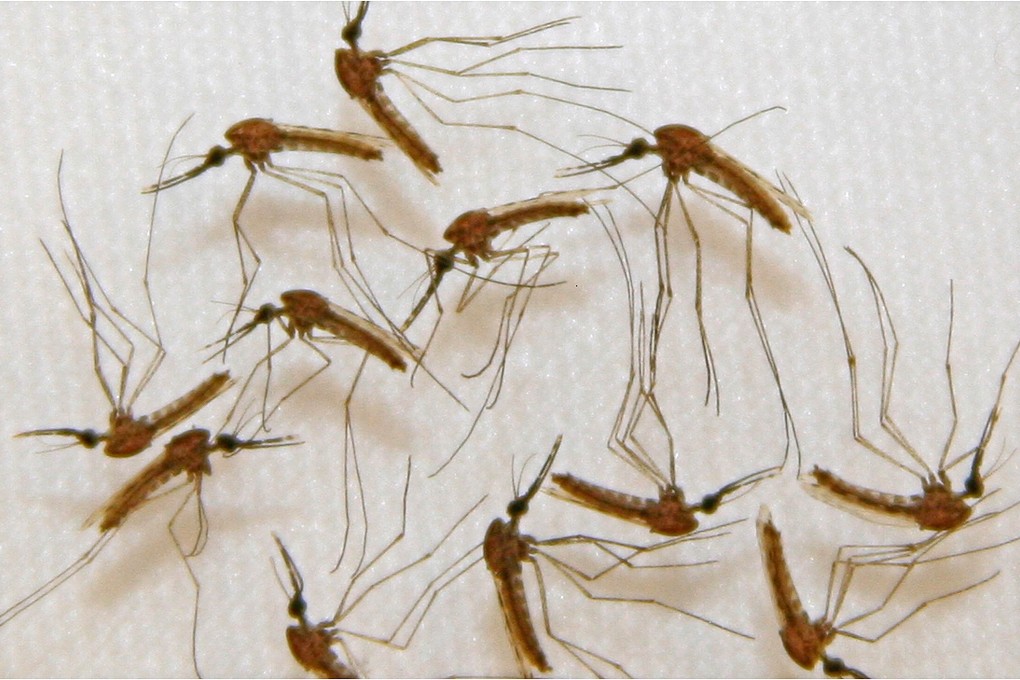 Malaria infected mosquitoes. Photo: AFP