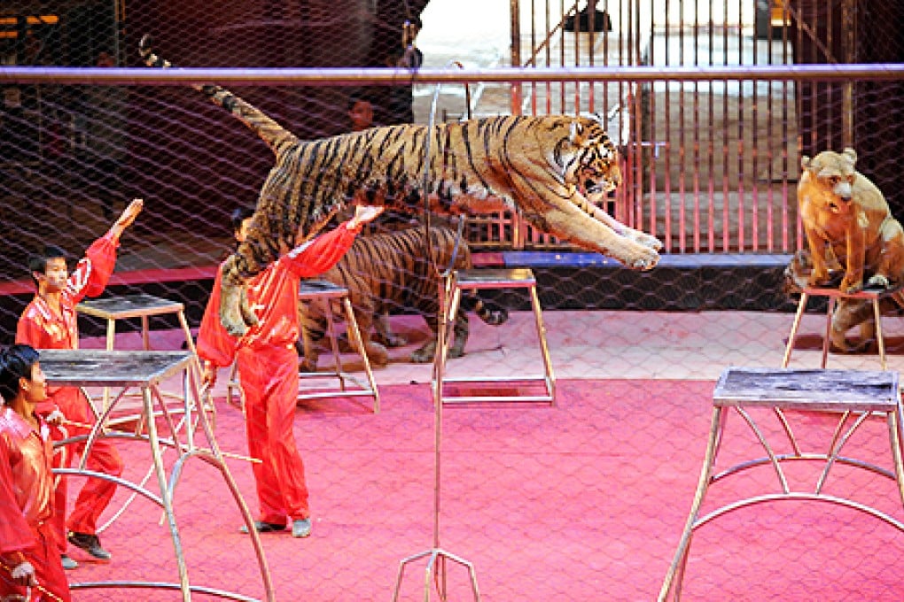 Jinan circus cancelled after animal rights activists call for boycott