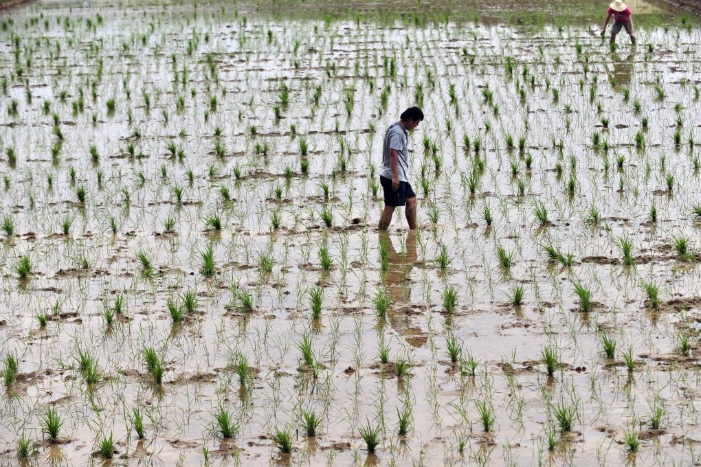 Genetically-modified rice growing in a farm in Wuhan, central China's Hubei province. Photo: AFP