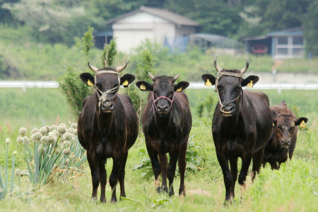 Cattle in at Okuma town in Fukushima prefecture. Photo: AFP