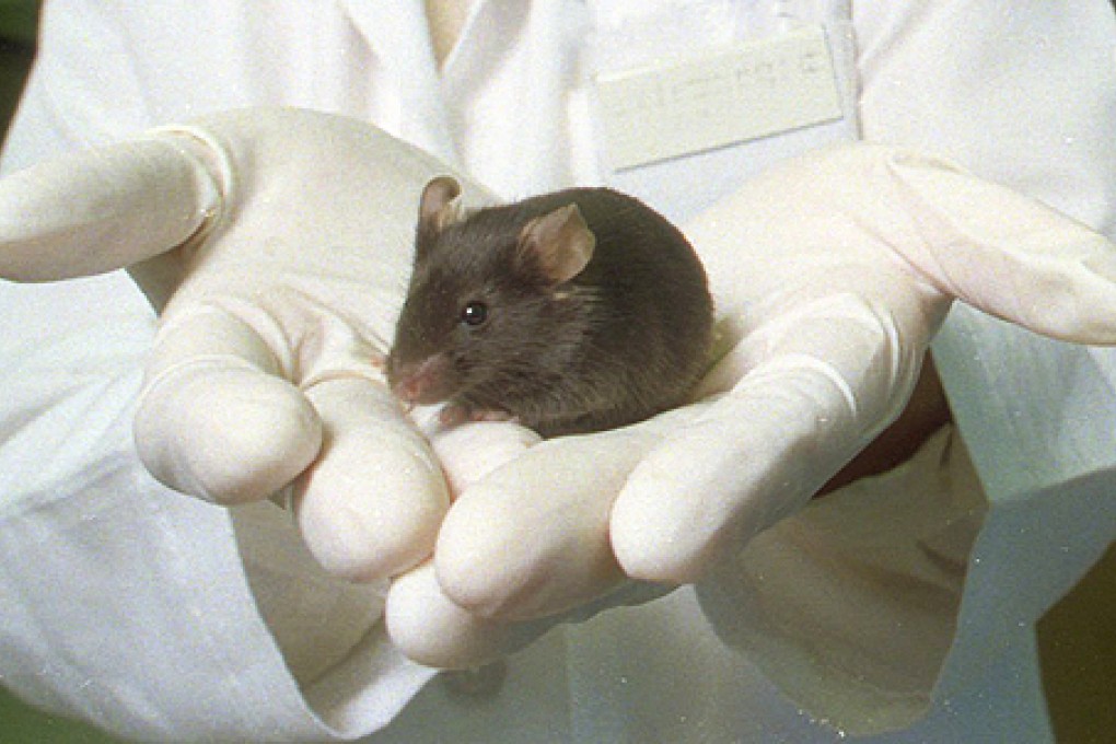 Scientists have developed a drug that in mice helps prevent prion disease and may work on Alzheimer’s, Parkinson’s and other similar brain disorders. Photo: AP