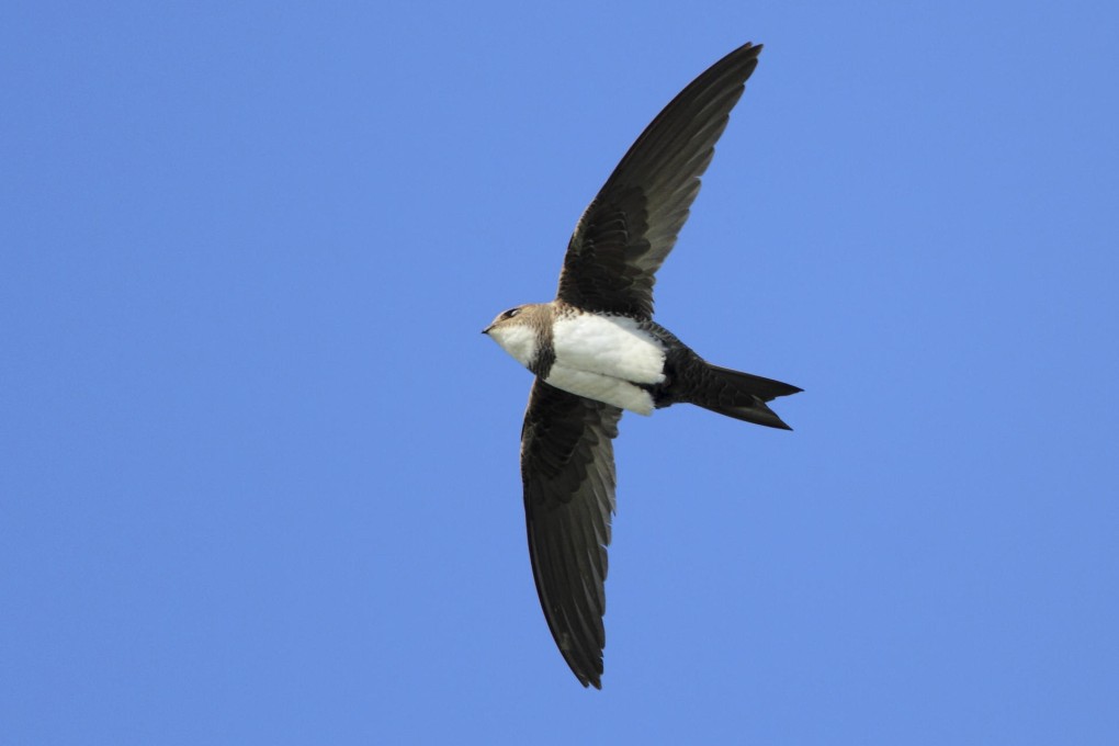 An alpine swift in cruise control above Cape Kaliakra in Bulgaria. Photo: Mladen Vasilev/mladvaswildlife.com