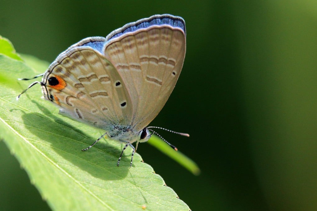 The silver forget-me-not butterfly was first spotted in Hong Kong in October 1967. Photo: SCMP
