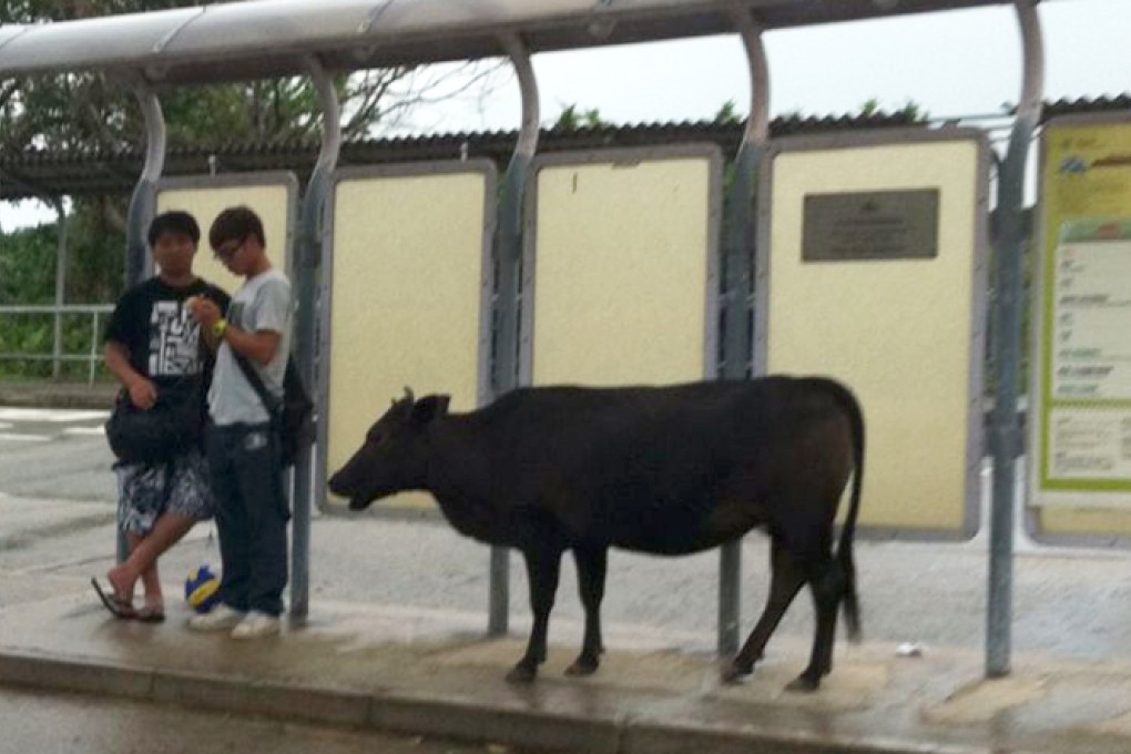 Lantau cattle can become over-familiar with humans. Photo: Anna Fenton