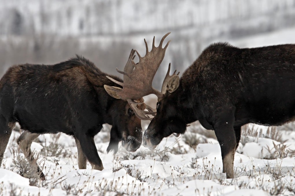 Moose populations are in steep decline. Photo: Shutterstock