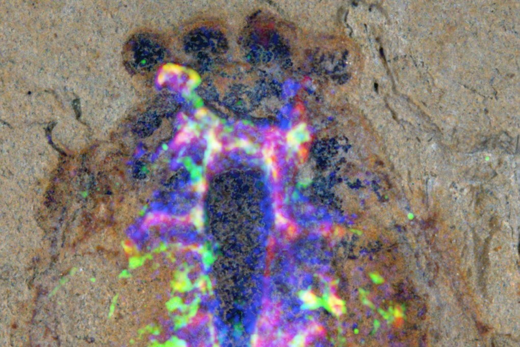 Close-up of the head region of the Alalcomenaeus fossil specimen.