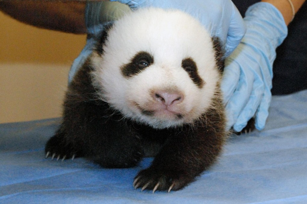 Mei Xiang's cub is examined by zoo staff this week. Photo: AP