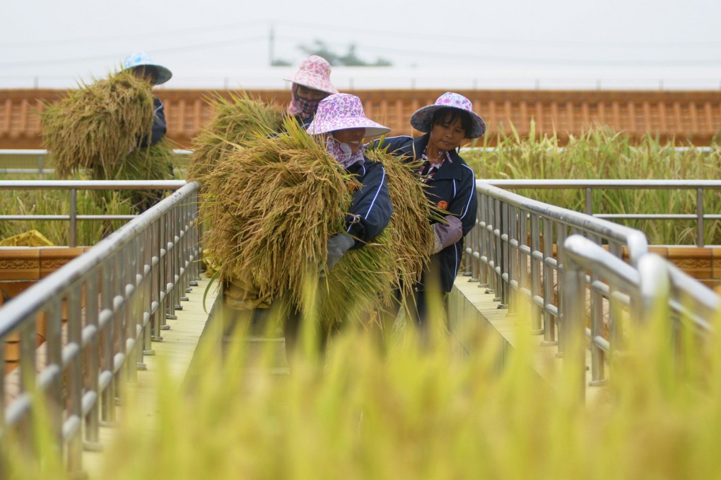 Rice harvested in Vietnam is destined for markets in China and the Philippines. Photo: Reuters
