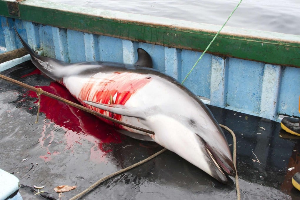 A dying dolphin. Photo: Reuters
