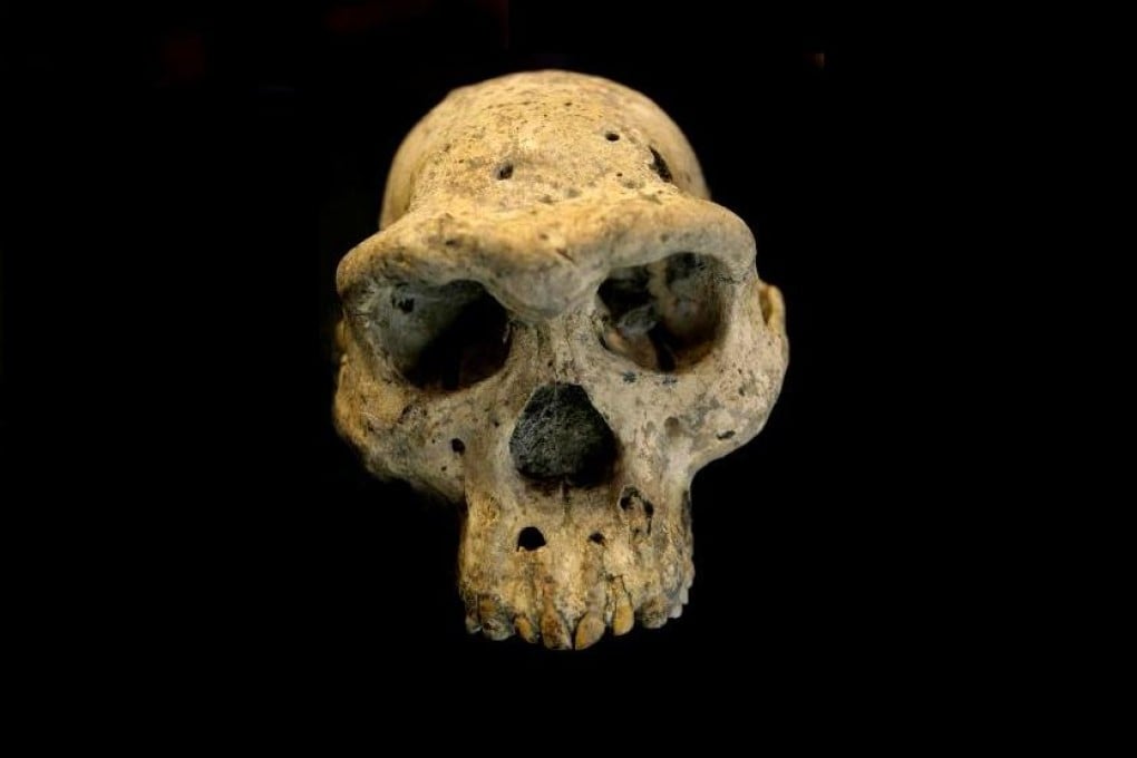 The ancient skull, one of five found at Dmanisi in the Republic of Georgia. Photo: AP