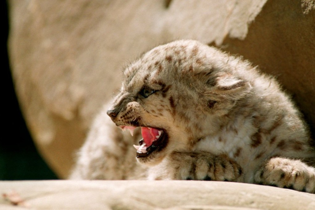 A female snow leopard born in captivity in France. Photo: AFP