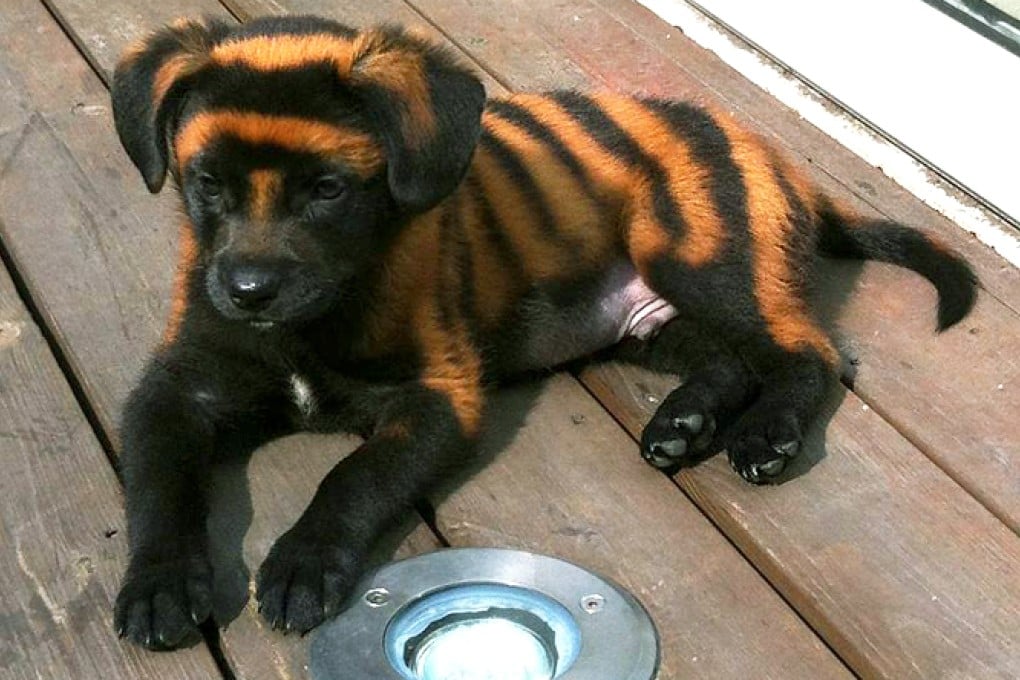 Tiny black pup Tiger at just five weeks old, painted with bleach to make him look cute. Photo: Handout