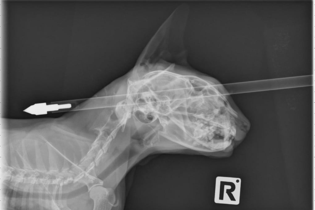 The bolt was successfully removed by a veterinary surgeon