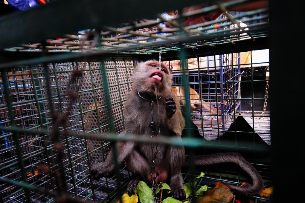 Police have seized 21 monkeys in raids across the city. Photo: Xinhua
