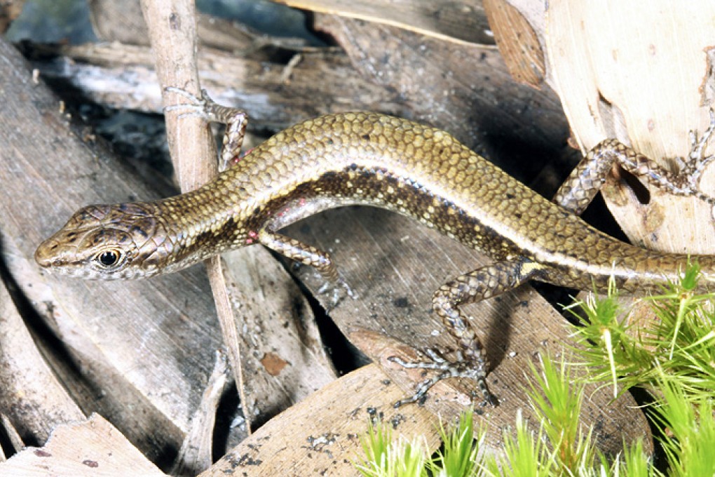 A newly discovered golden colored skink. Photo: EPA