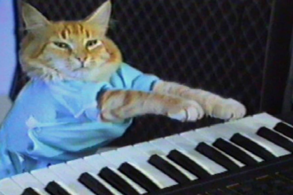 The popular Keyboard Cat strikes a chord. Photo: SCMP