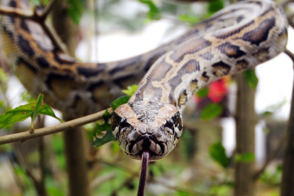 A python in the wild. Photo: SCMP