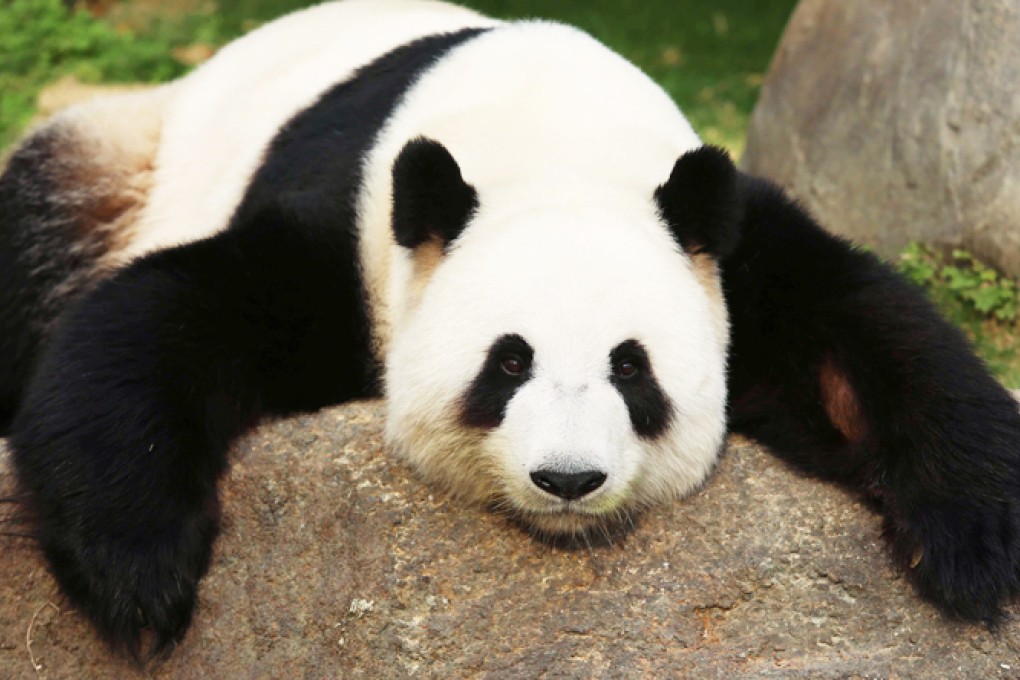 Ying Ying takes a rest at Ocean Park. Photo: SCMP