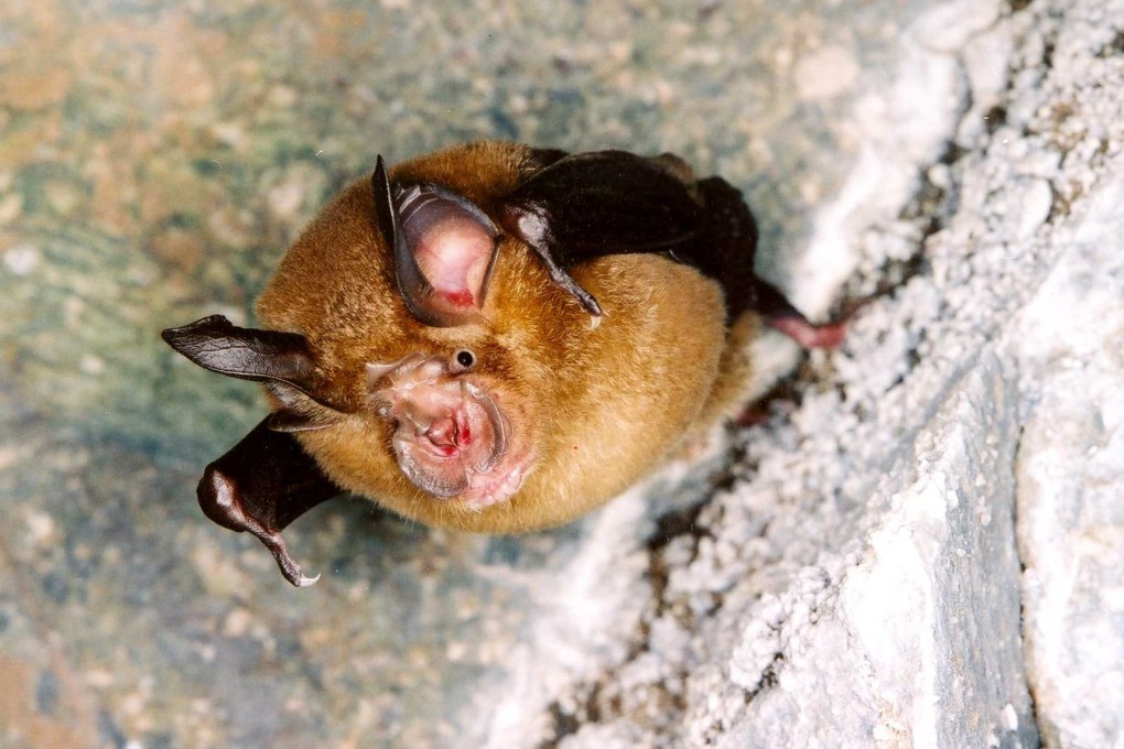 Chinese horseshoe bats are common in Hong Kong. Photo: SCMP Pictures