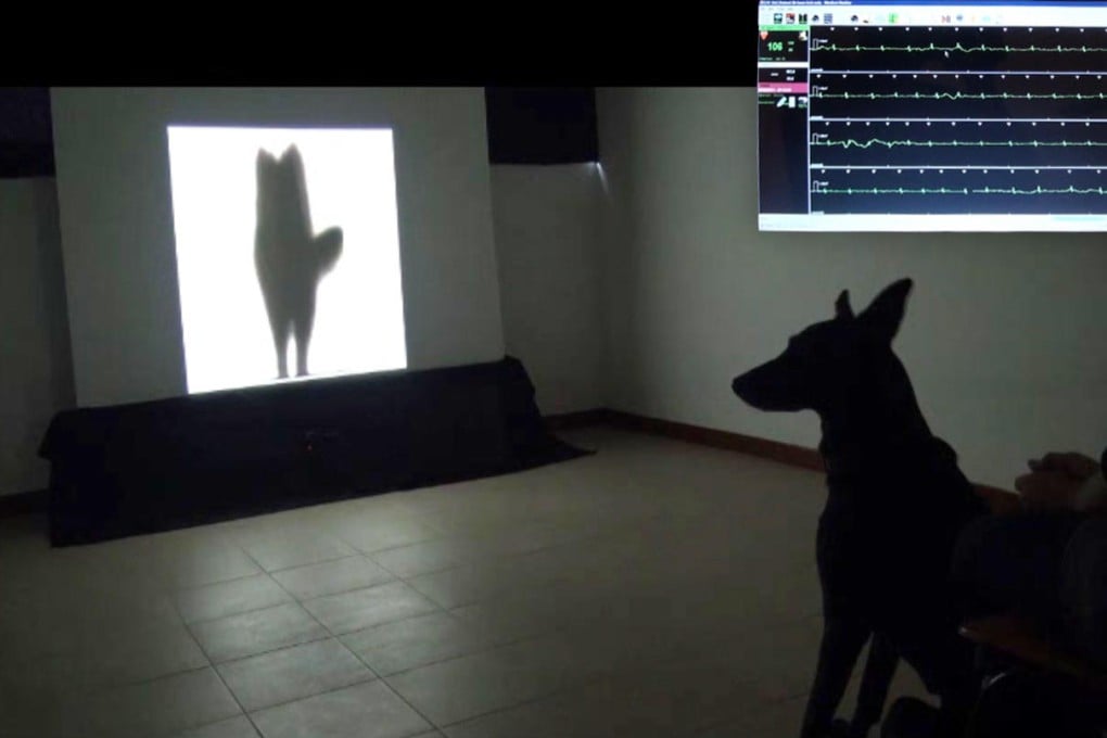 In an experiment, a dog watches a video of the silhouette of another wagging its tail. Inset is the heart-rate monitor reading. Photo: AP