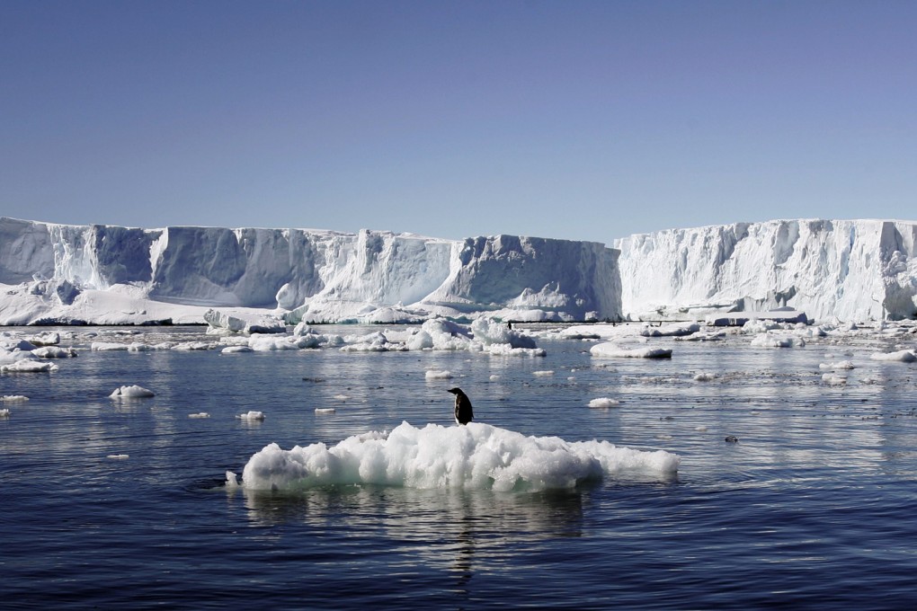 An Adelie penguin stands atop a block of melting ice in East Antarctica. Photo: Reuters