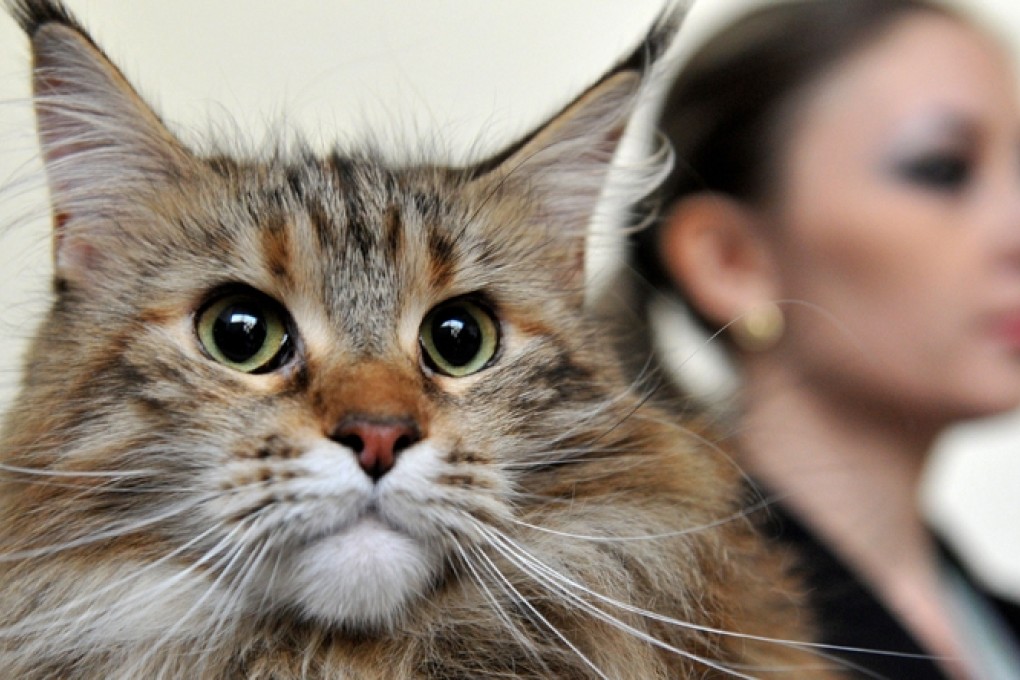 It wasn't me! Photo: AFP