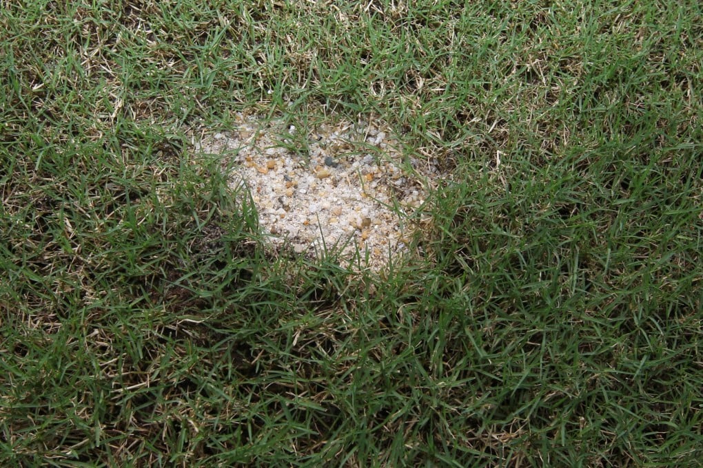 An expert panel has recommended replacing the surface and also calls for the use of hi-tech growth lights to ensure healthy turf growth. Photo: David Wong