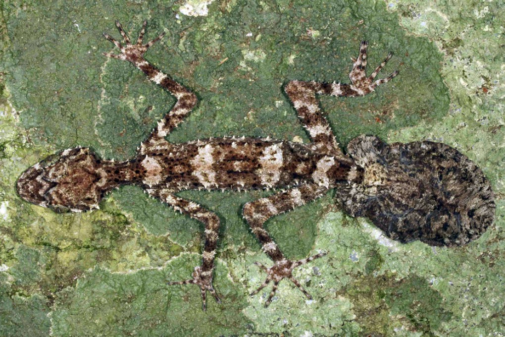 A leaf-tail gecko, one of the three new species of animals scientists have discovered in an Australian rainforest located in Cape Melville. Photo: Reuters