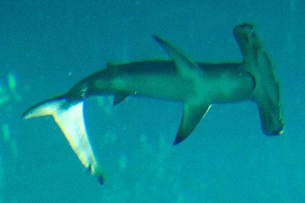 The hammerhead shark is classified as endangered by conservationists. Photo: SCMP