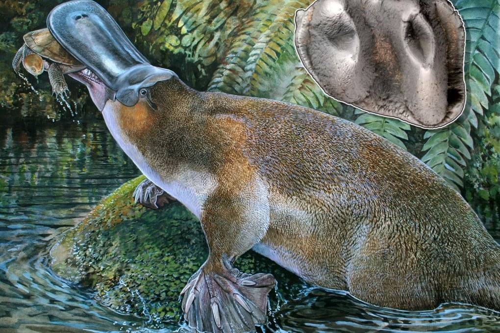 An artist's impression of the monster platypus. Photo: AFP