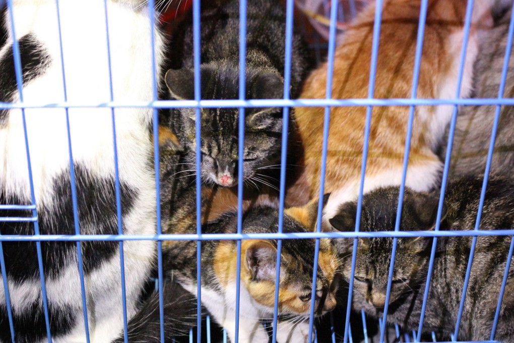 Caged rescued cats in Wuxi, Jiangsu province. Photo: AFP