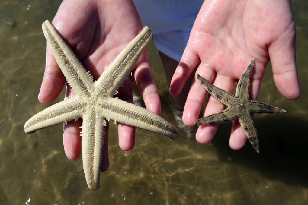 Killer disease turns starfish to slime