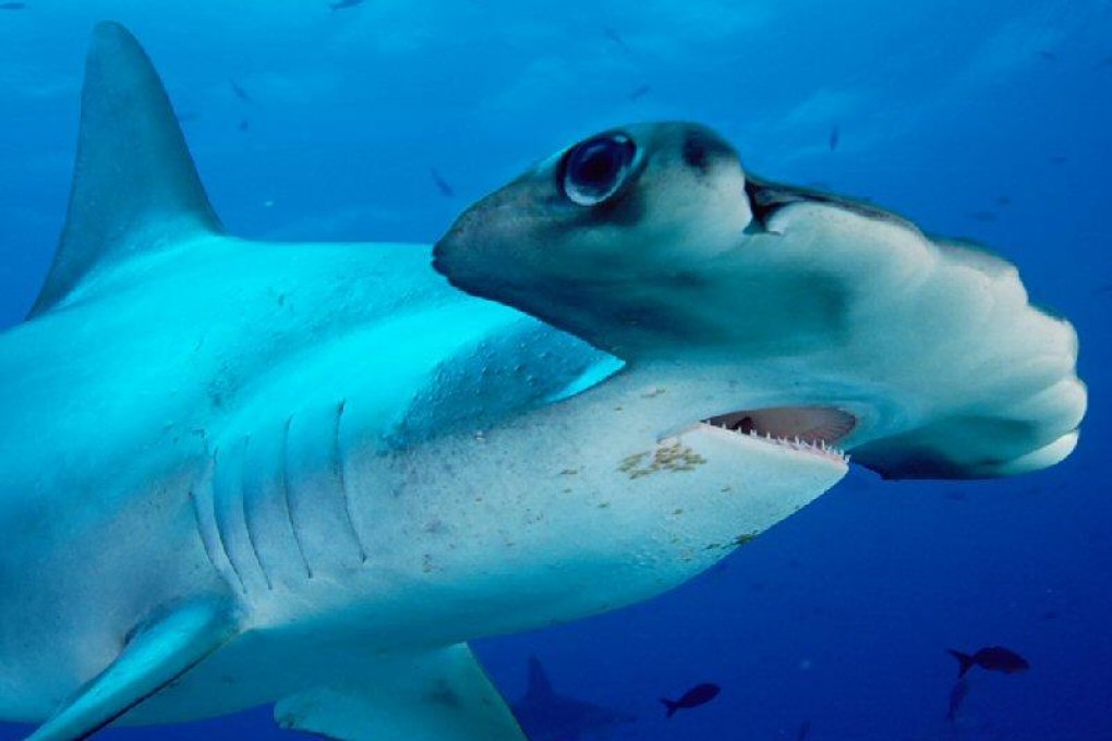 Shark's head acts as a sonar device. Photo: SCMP