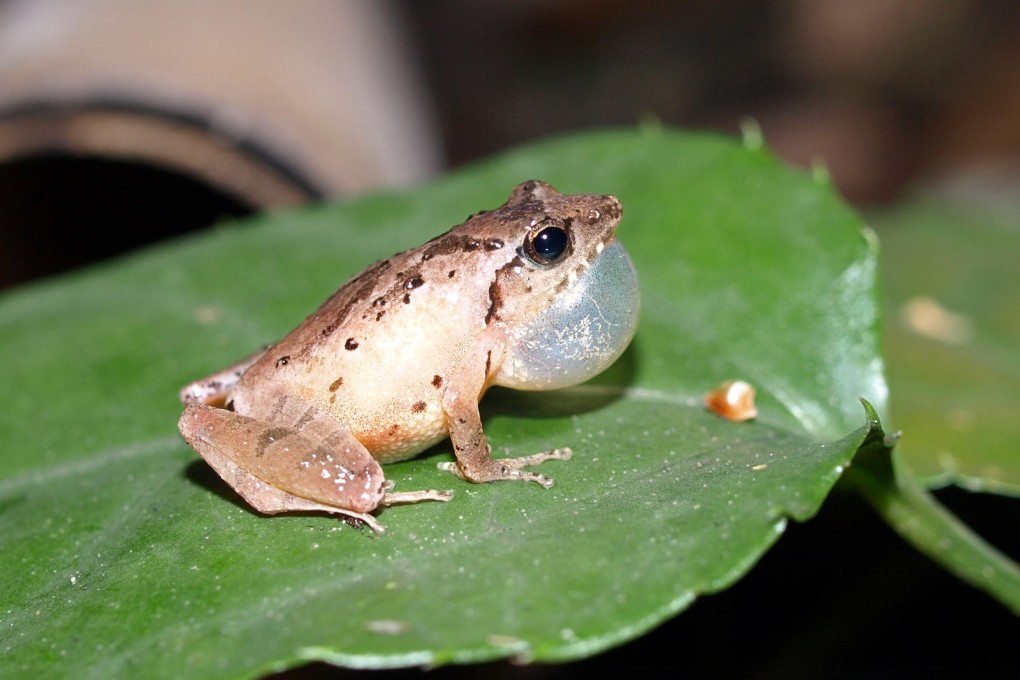 Romer's tree frog. Photo: Hong Kong Wetland Park