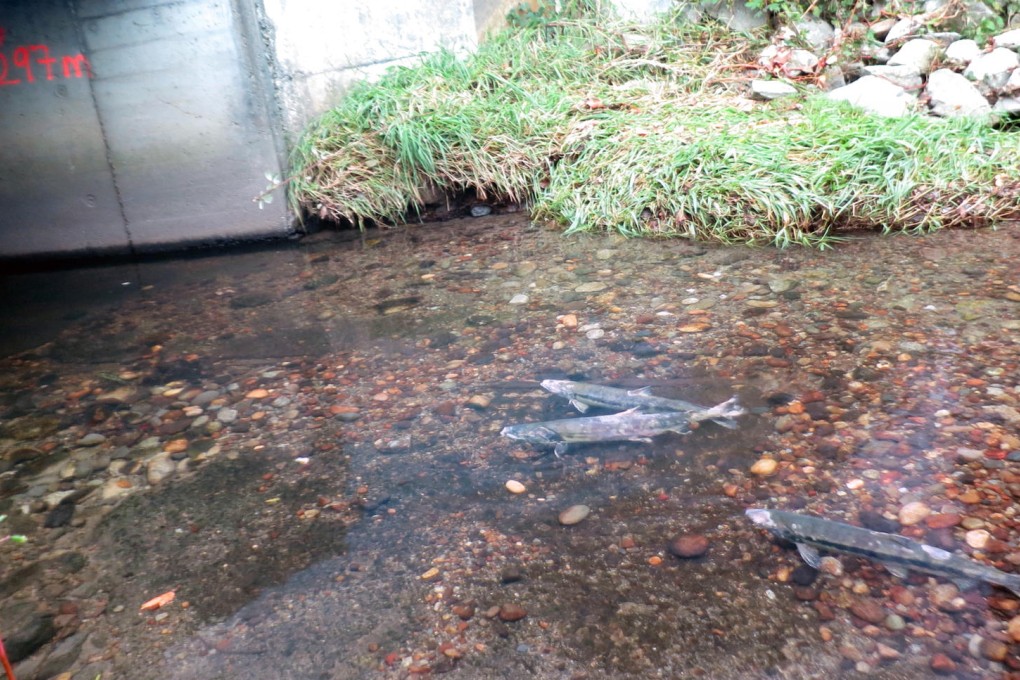 A sight to behold: A trio of spawning chum salmon make their way up Still Creek in urban Vancouver before it disappears under a car park. Photo: Ian Young