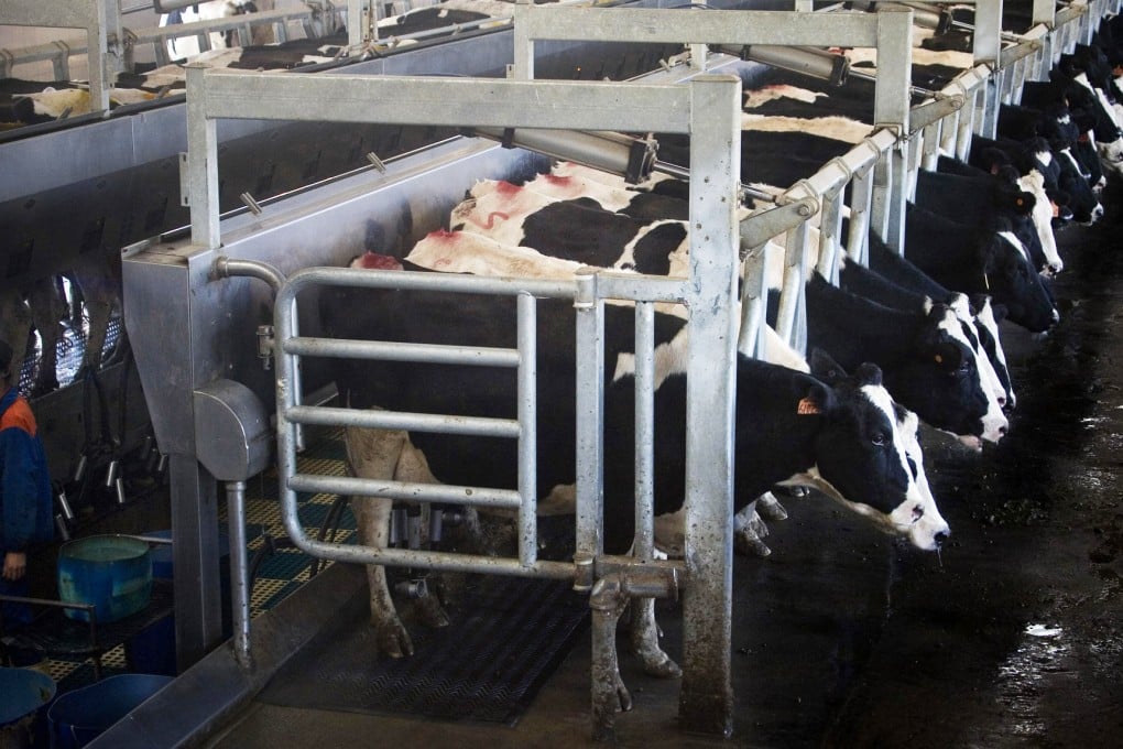 Demand for dairy stocks has increased after China Huishan Dairy rose more than 15 per cent from its offer price in September. Photo: AP