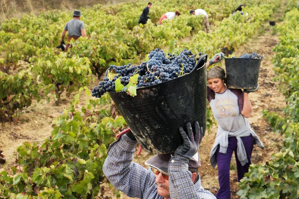 Imports of Spanish wines surged 40 per cent in China in the first half of the year, making the country the third-biggest exporter of bottled wine to the market. Photo: AFP