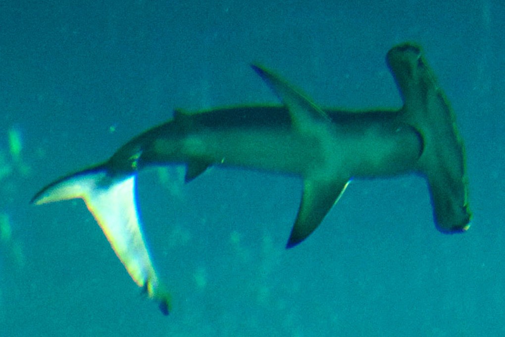 Hammerhead sharks are sensitive to ozone. Photo: Ocean Park