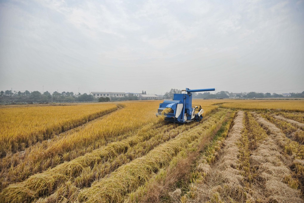 China is the world's largest producer and consumer of rice. Photo: Xinhua