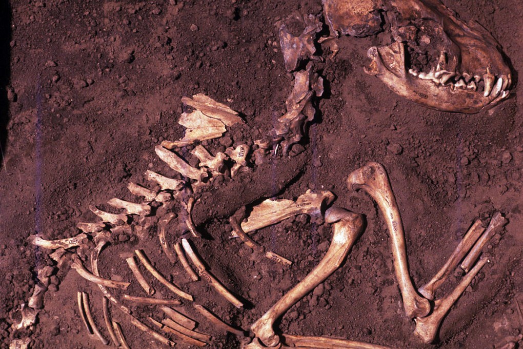 Canine bones shed light on the origin of dogs. Photo: AP