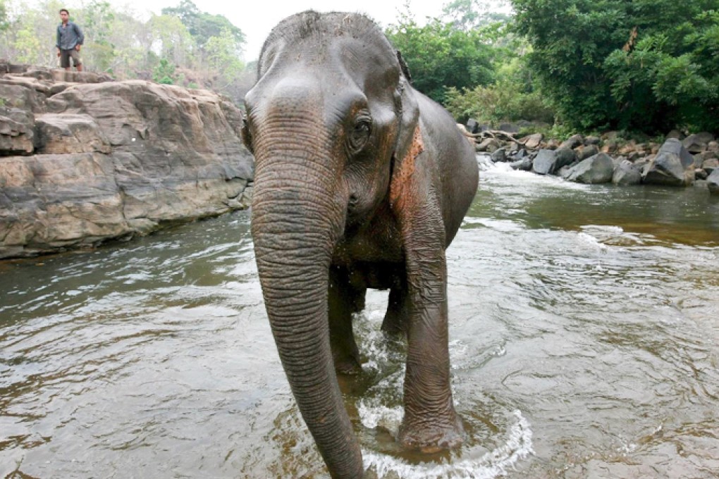 John Kerry puts US$1m bounty on Laos-based poaching network