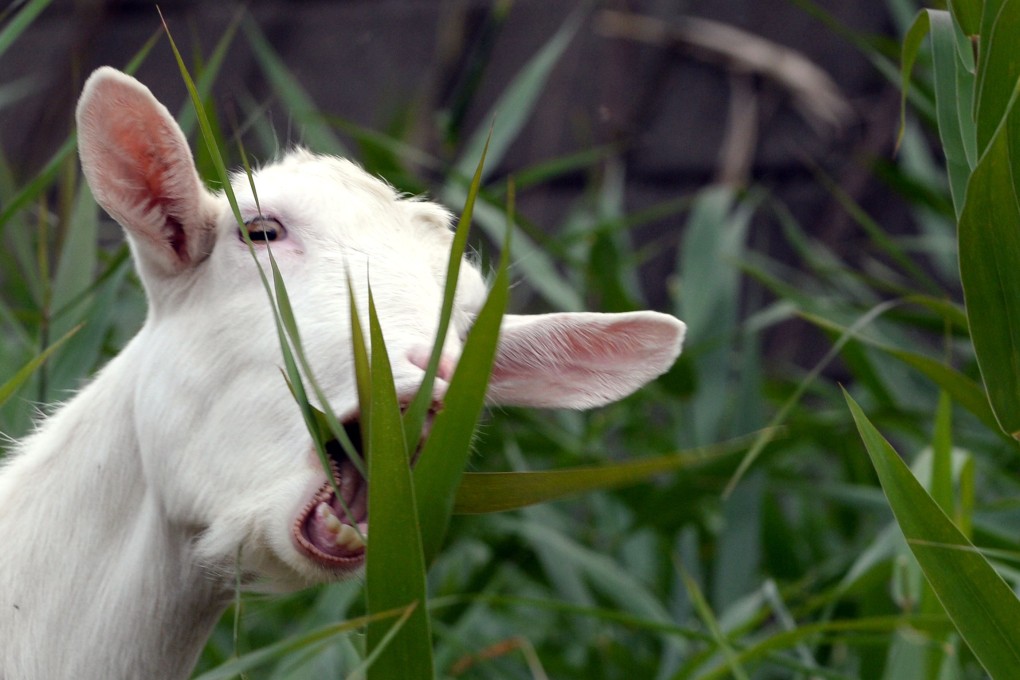 A goat kills weeds in western Tokyo. Photo: AFP