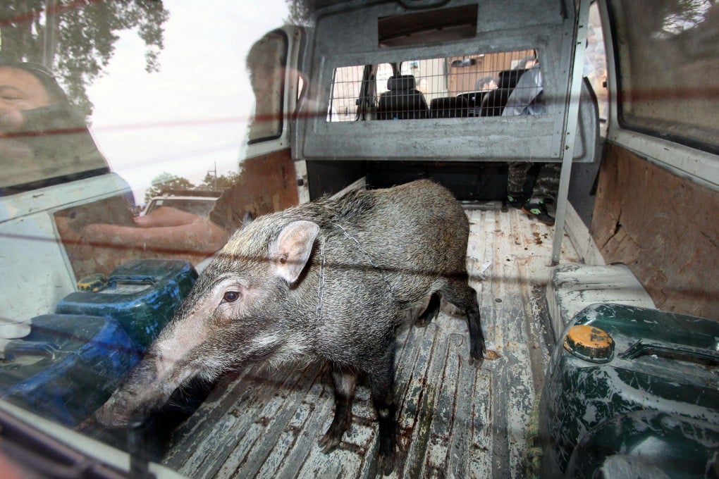 The fate of Little Tommy remains uncertain as investigations into the case are pending.